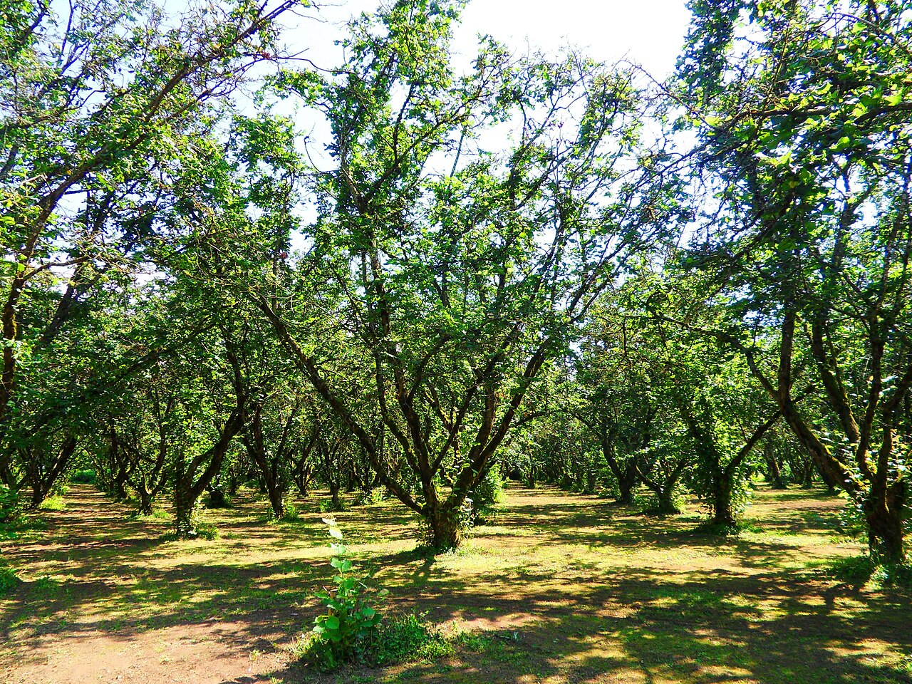 Hazelnut bush in bush-type training form