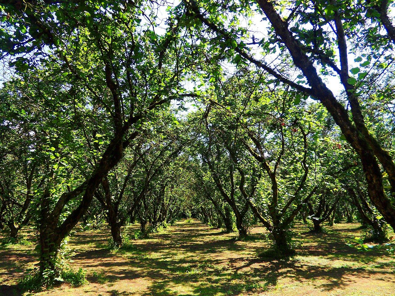 hazelnut orchard rows
