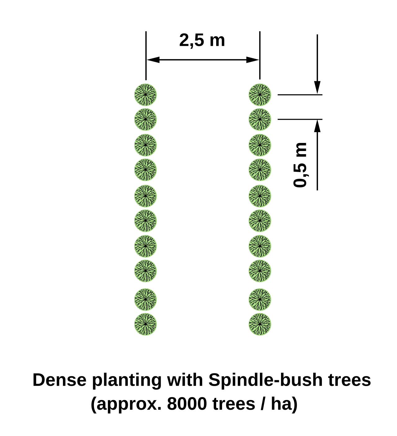 Dense hazelnut planting diagram