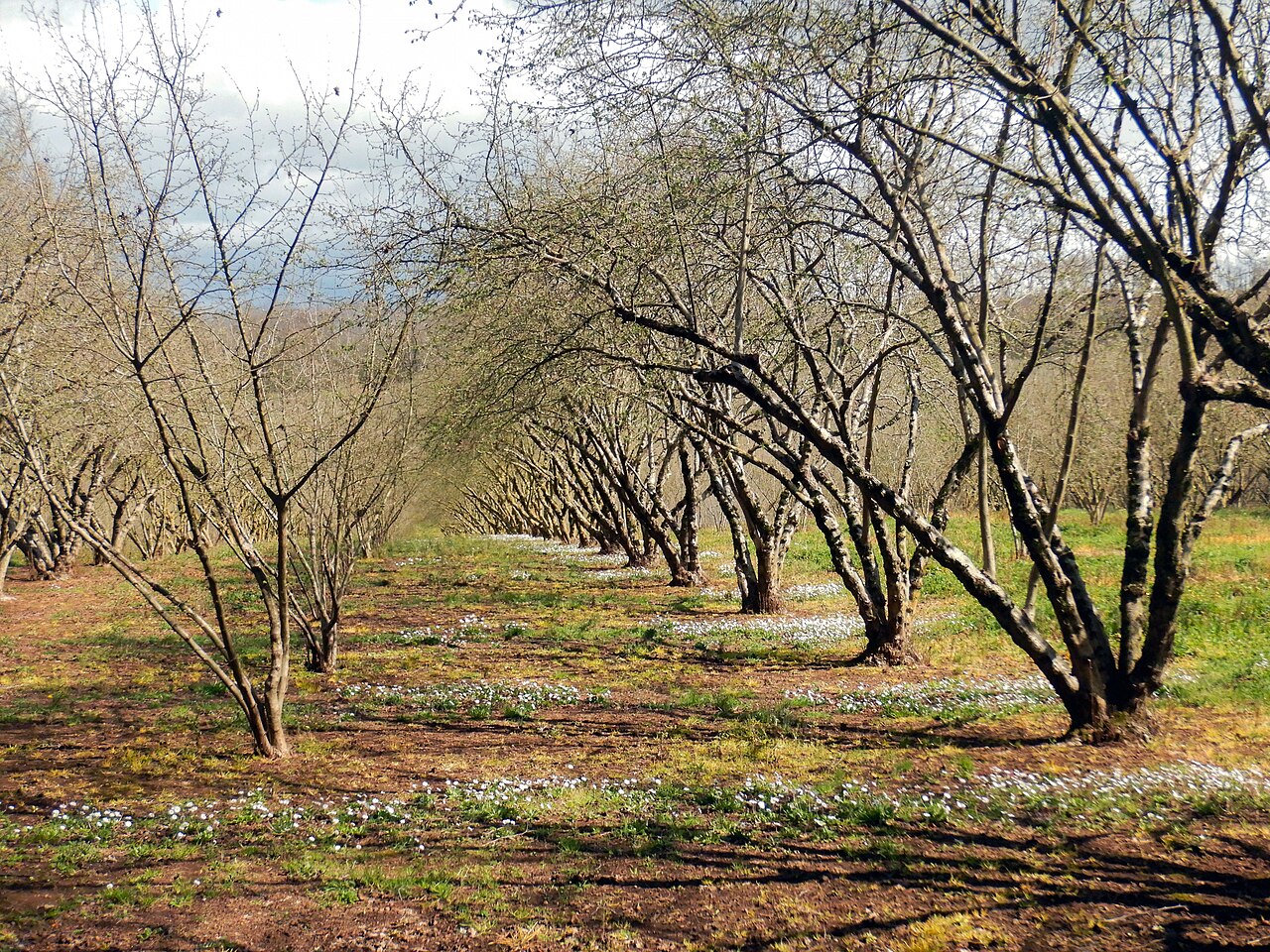 Hazelnut orchard rows