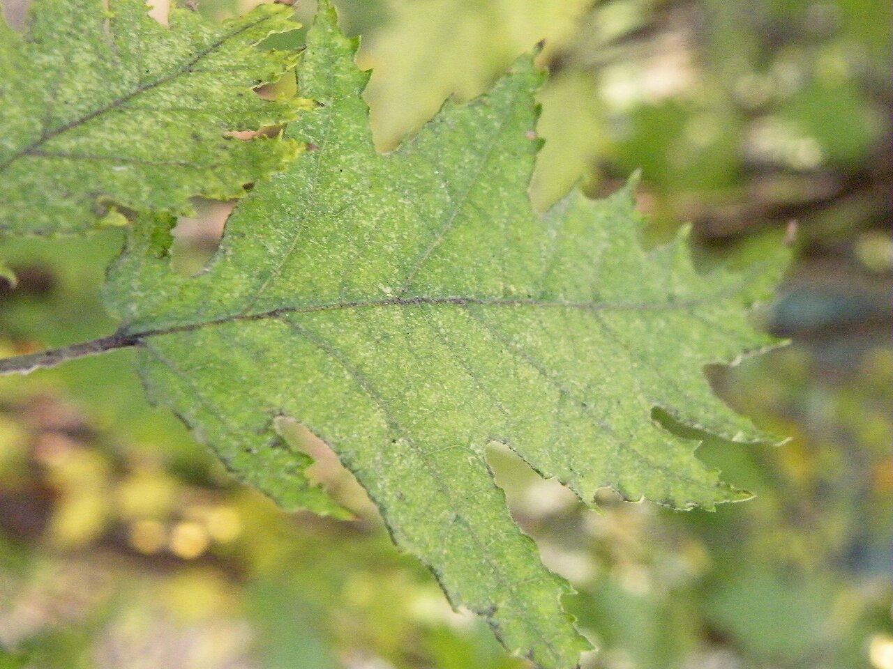Close-up of hazelnut leaf (Corylus avellana)