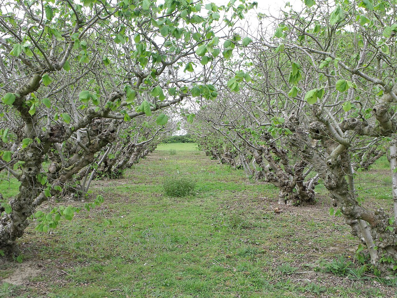 Hazelnut orchard with maintained row profile, Kent