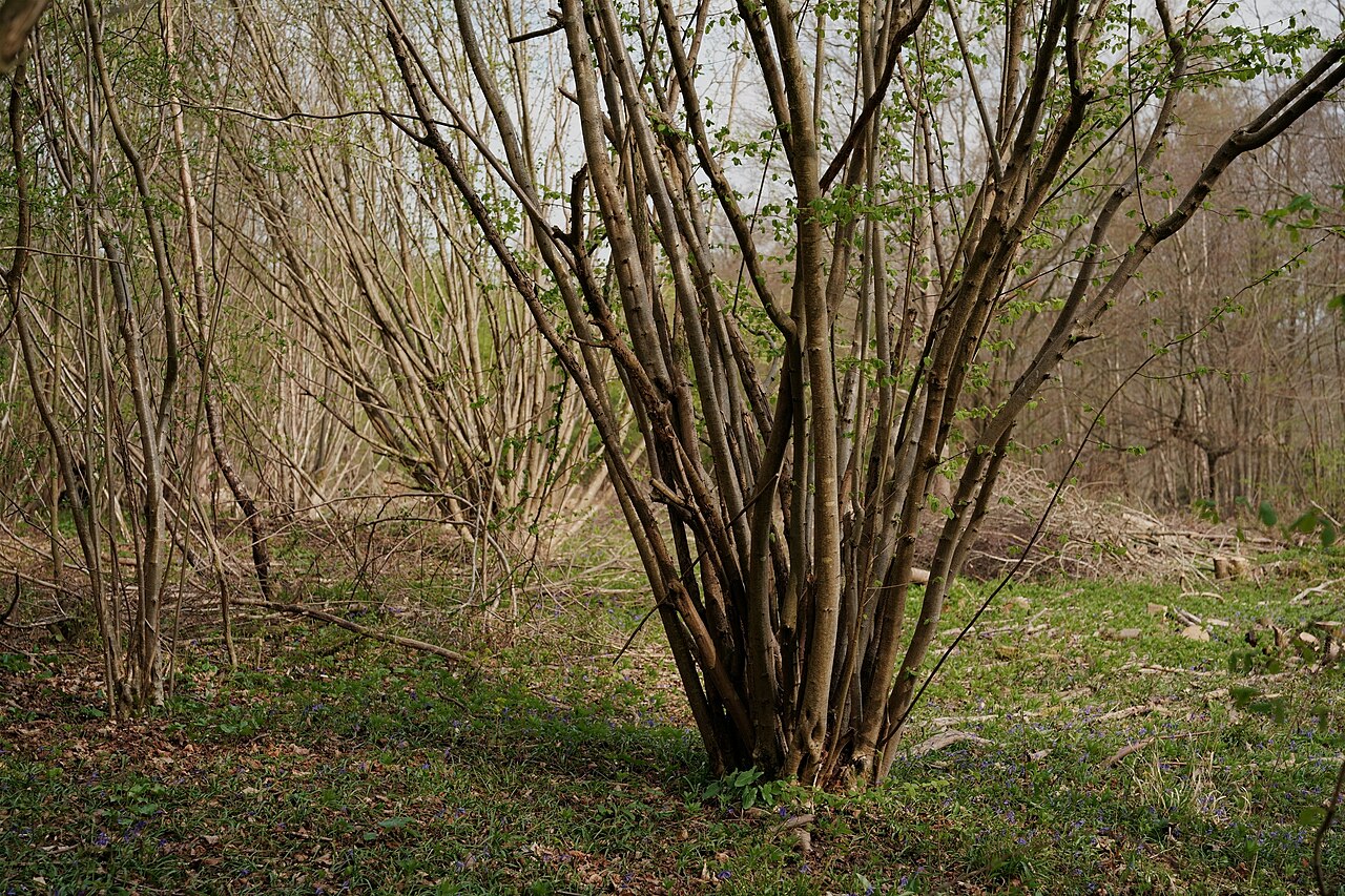 Hazelnut pruned to the stump (coppicing) — a new generation of shoots emerges from the stump and base