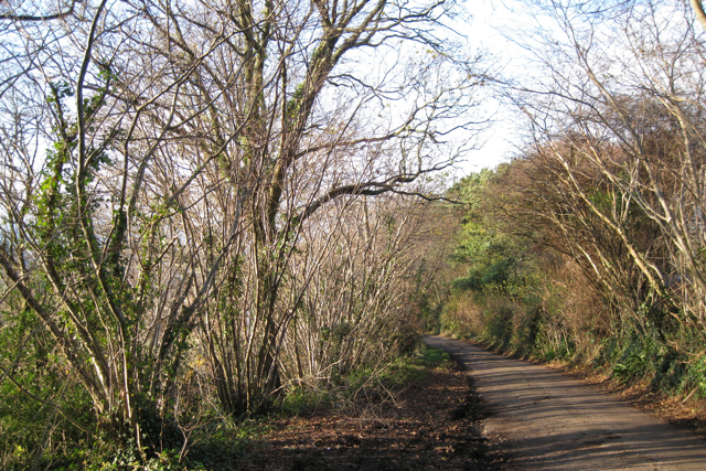 Row of coppiced hazelnuts by the road — bushes are renewed from the base after pruning to the stump (coppicing)