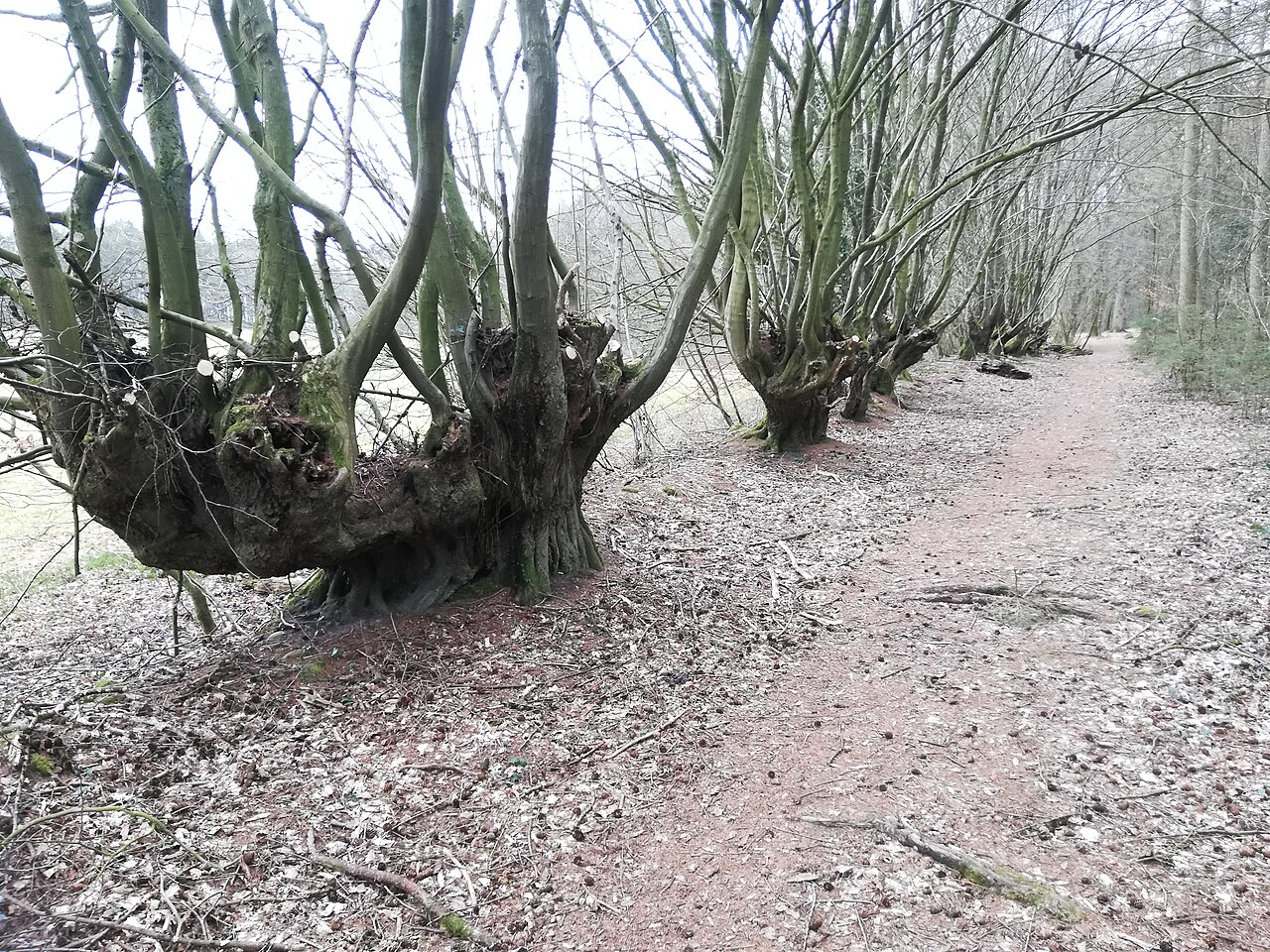 pruned hazelnut trees in winter