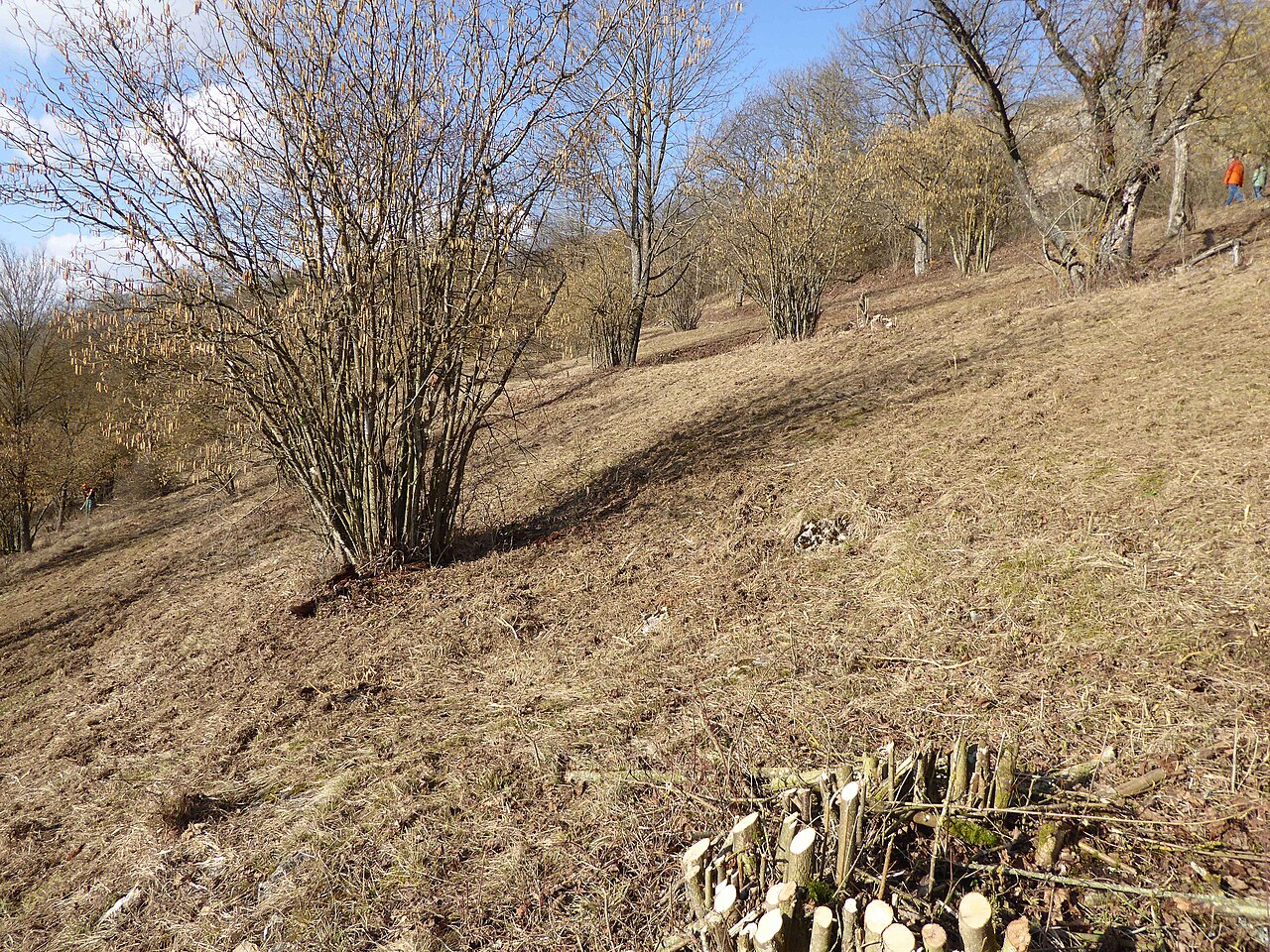 hazelnut coppice on hillside