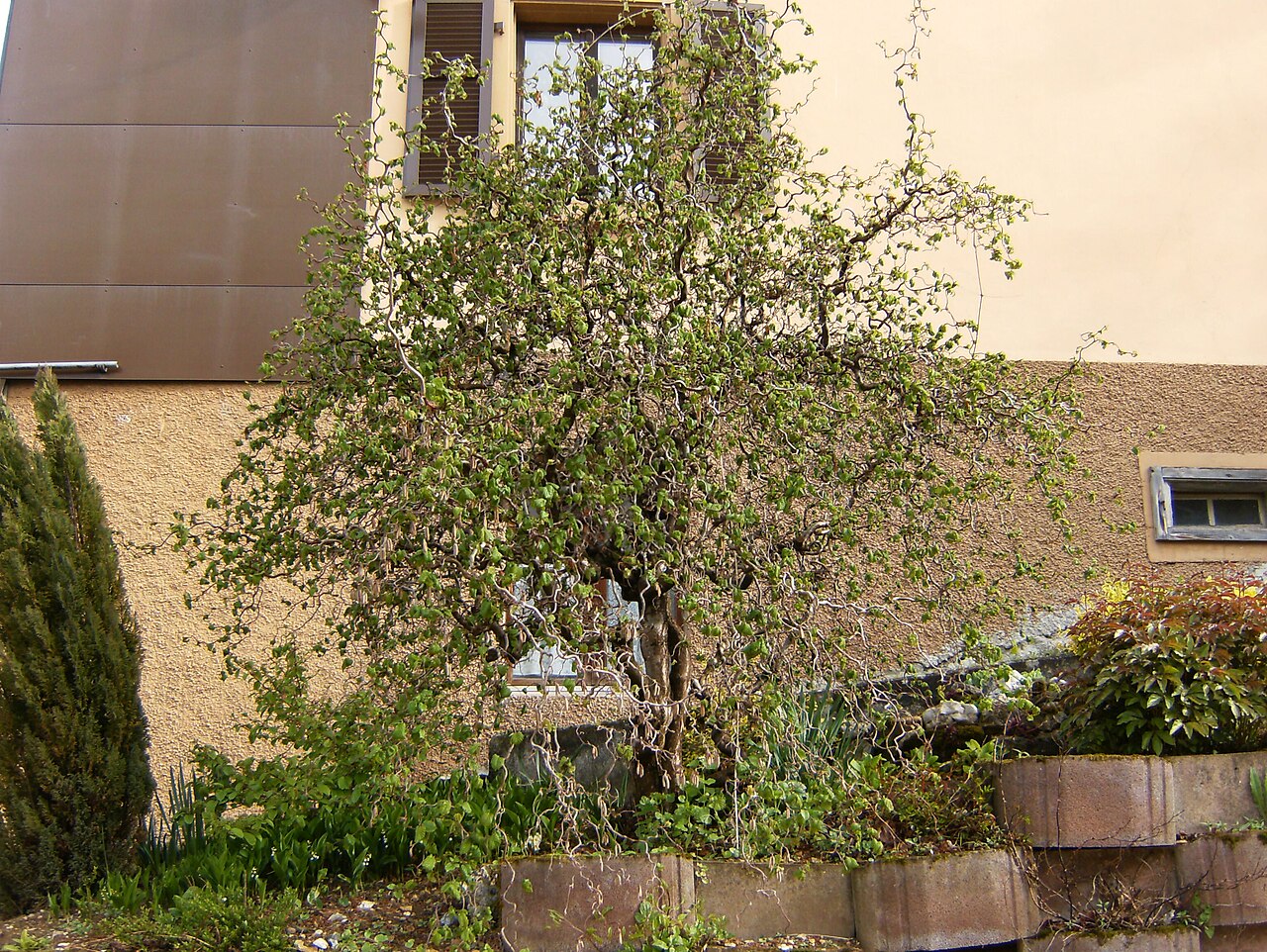 Hazelnut in a multi-stem vase growth form with multiple shoots from the base