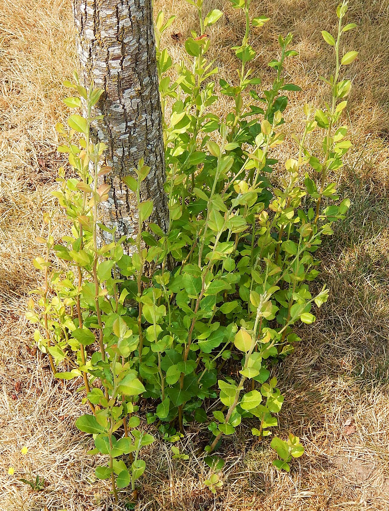Shoot (sucker) from the base of the tree trunk — illustration of the phenomenon