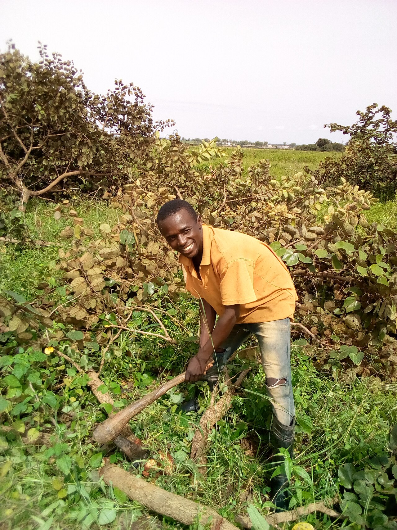 man clearing hazelnut bushes