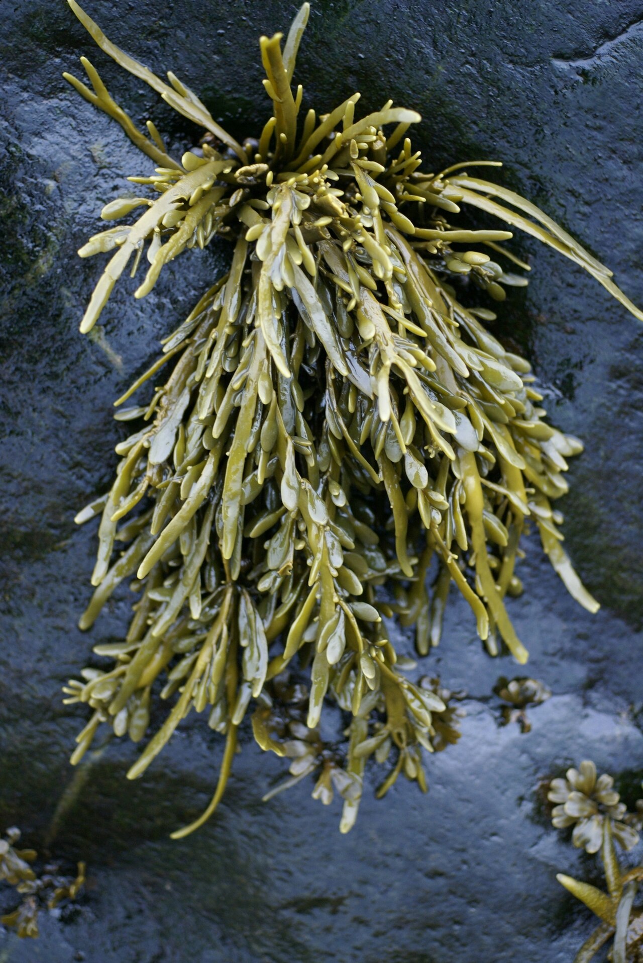 Brown algae Ascophyllum nodosum, the most common raw material for seaweed extracts in biostimulators