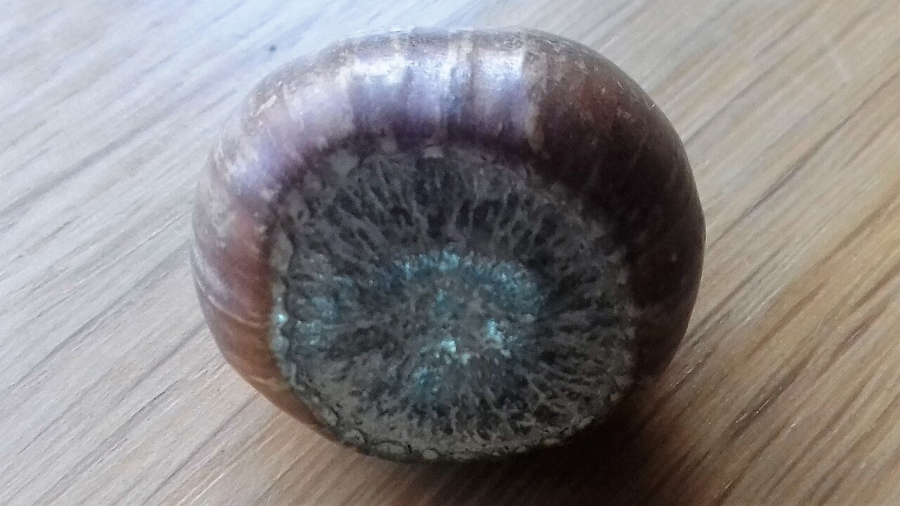 Ripe hazelnut fruit (nut) photographed from the underside — fruit and kernel development depend on zinc and boron