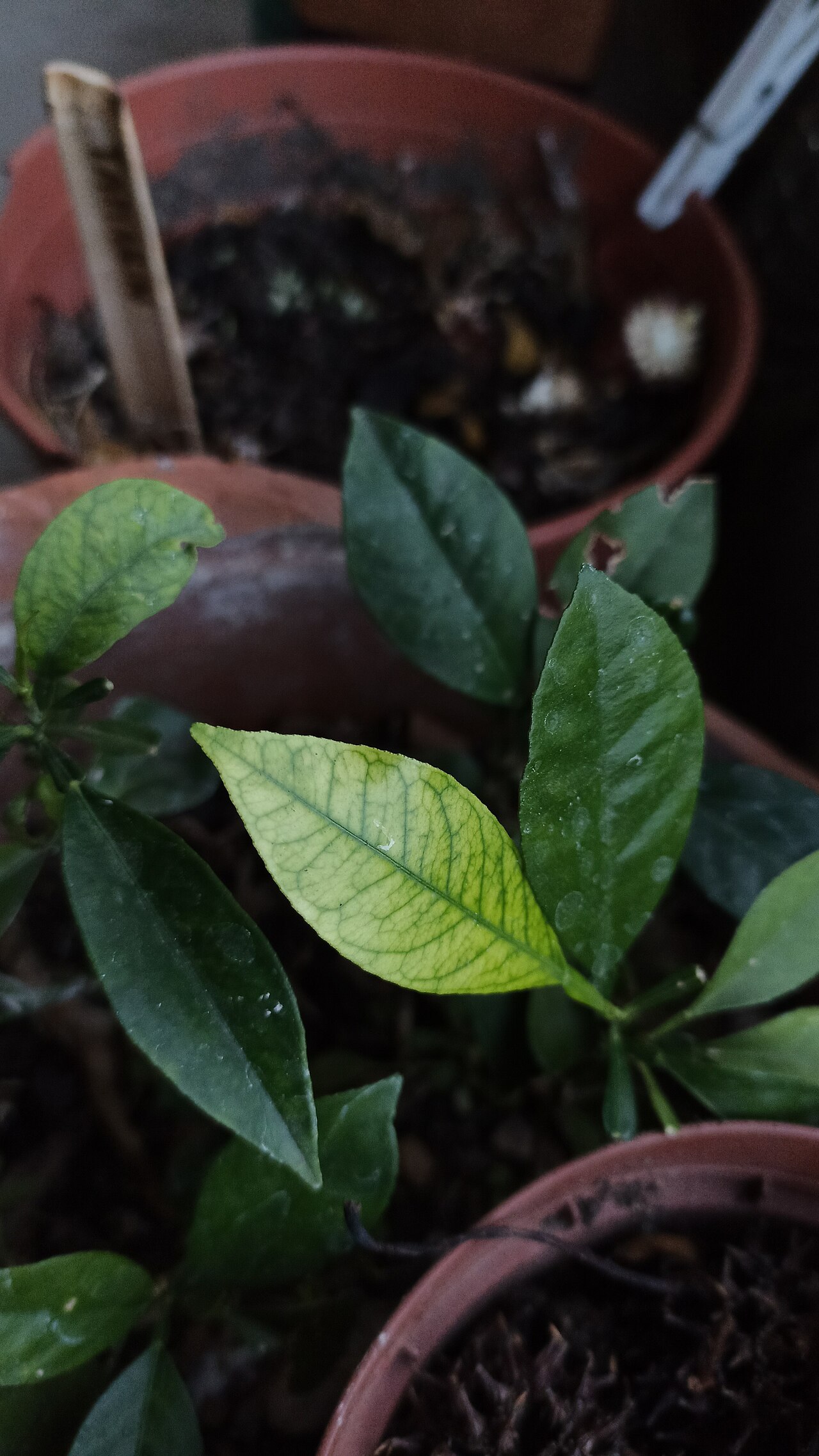 Interveinal chlorosis on a leaf due to iron deficiency (example on citrus)