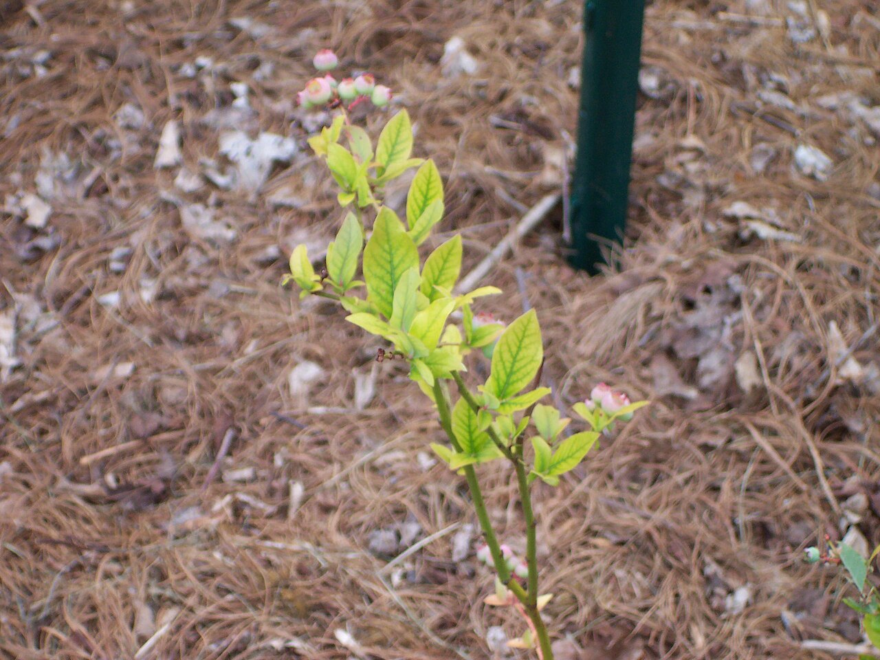 Chlorotic leaf (yellowing with prominent green veins) — a typical visible symptom of micronutrient deficiency, shown here on blueberry