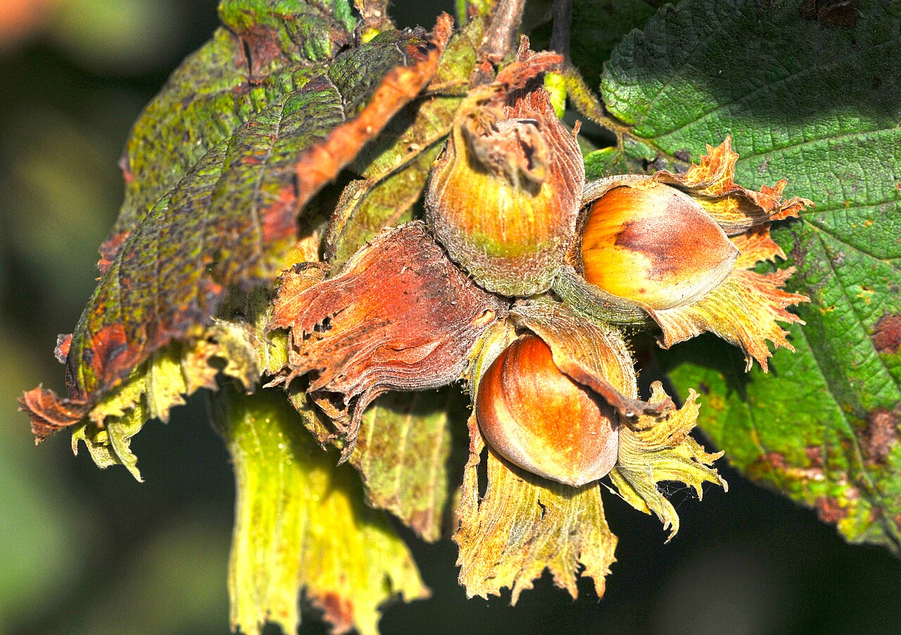Hazelnut fruits and leaves (Corylus avellana)