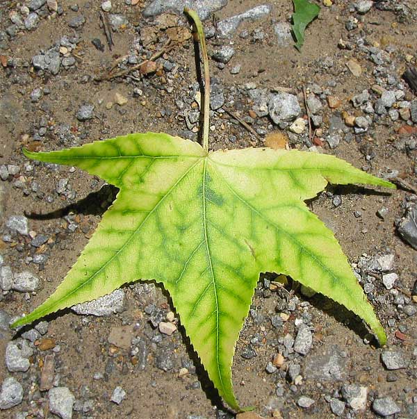 Interveinal chlorosis of a leaf: yellowing of tissue between veins while veins remain green, a typical sign of magnesium deficiency (shown on a leaf of another species)
