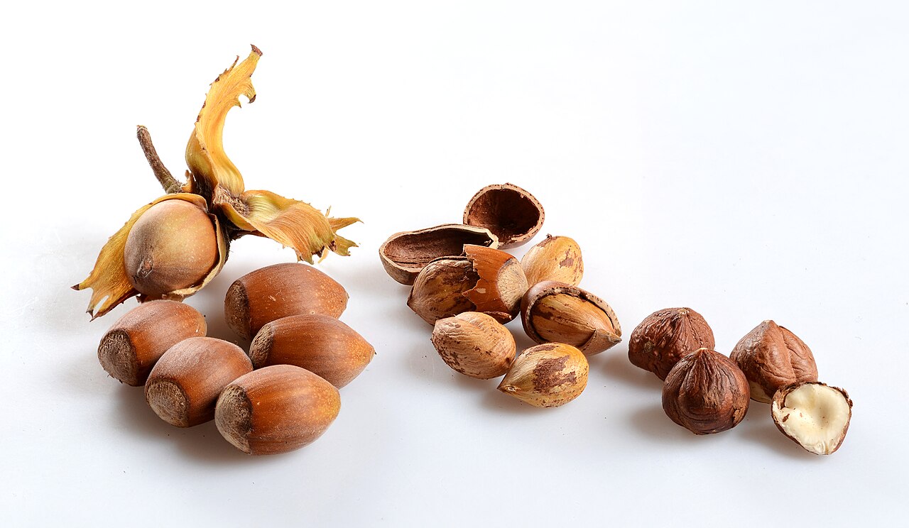 Mature hazelnut fruits; shell formation and kernel development require large amounts of calcium