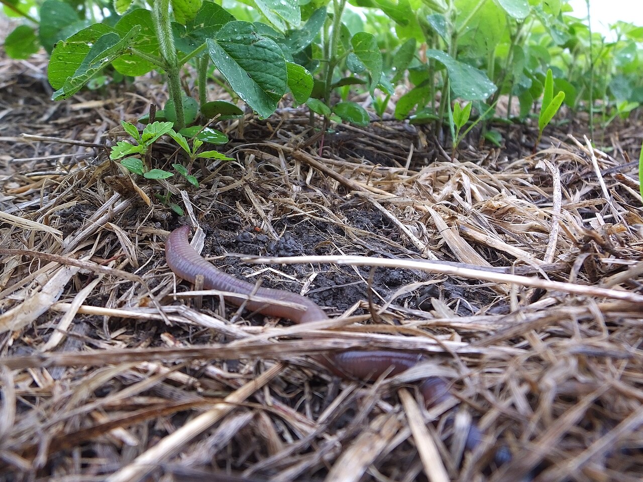 Earthworm in the soil of an unworked orchard