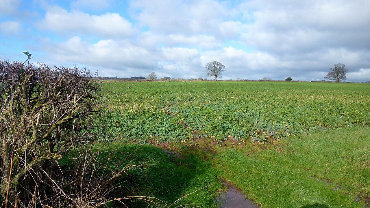 Green manure crop in a field
