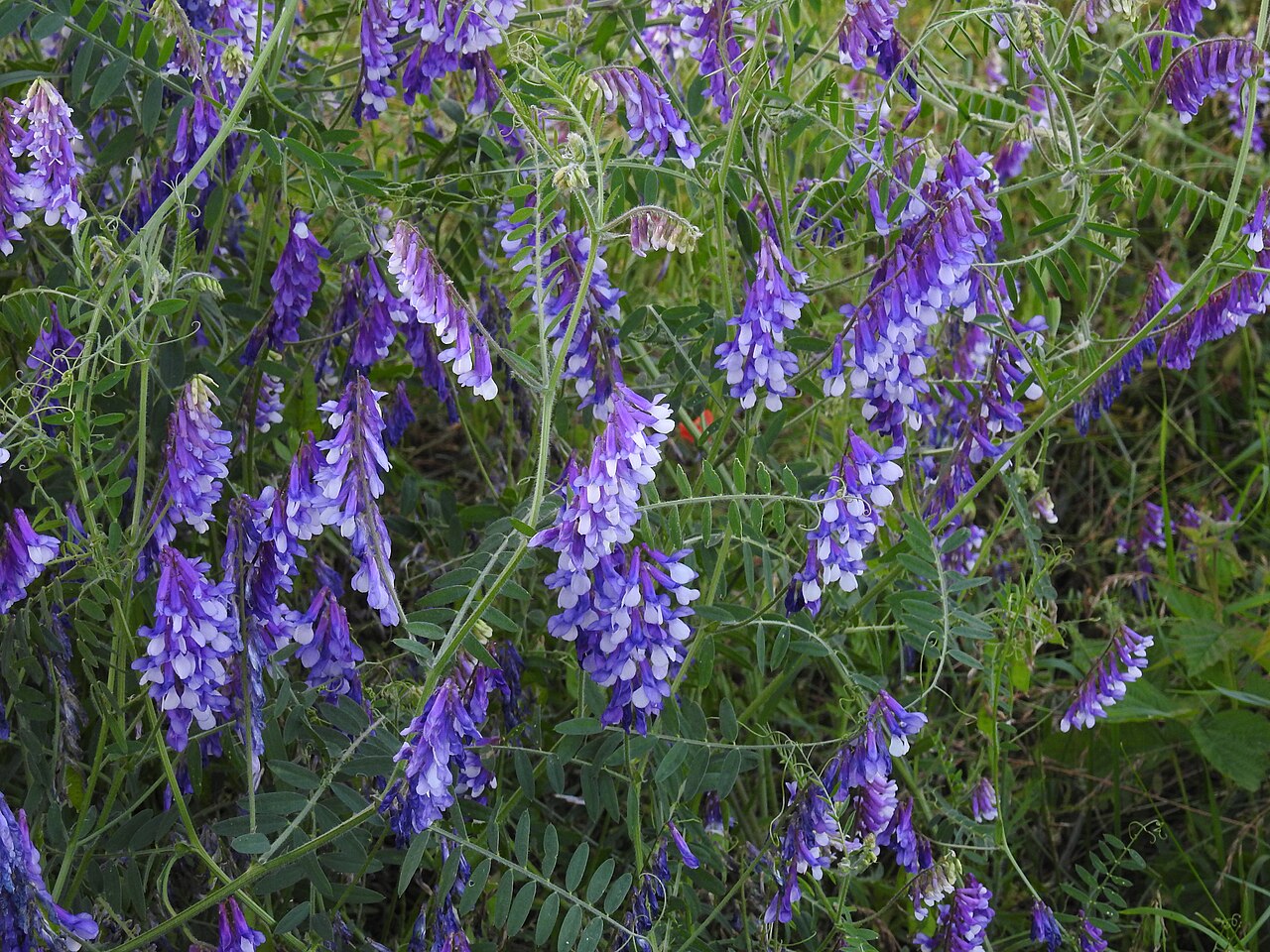 Flowering vetch (Vicia villosa), a legume for green manure