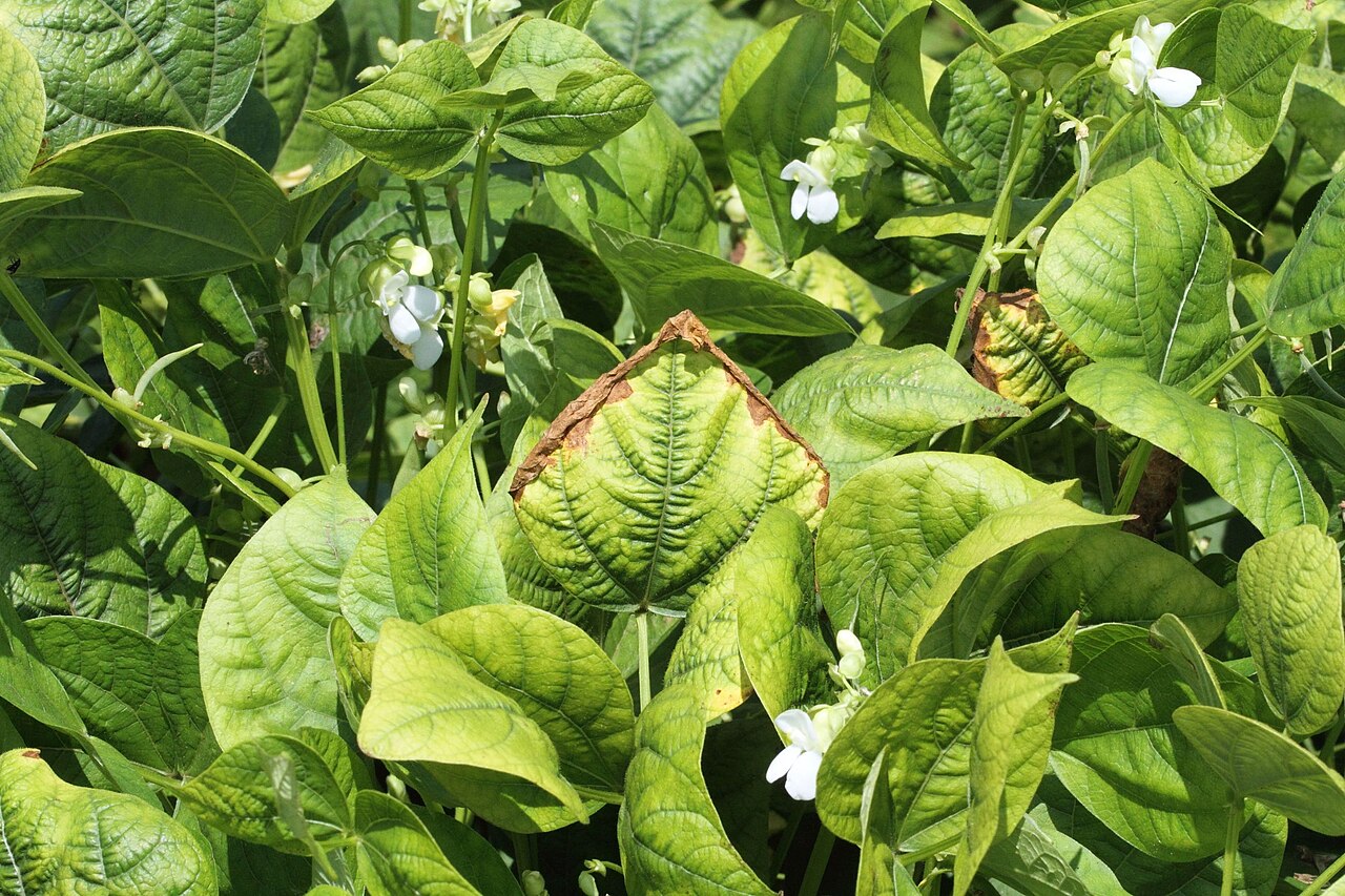 Potassium deficiency — yellowing and browning (necrosis) of leaf margins (shown on bean)