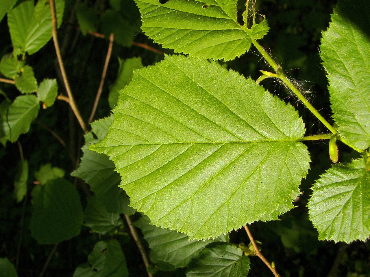 Healthy green hazelnut leaf (Corylus avellana) — reference appearance of the blade and veins