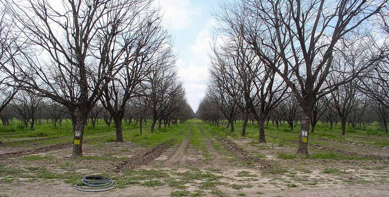 Nut orchard with irrigation; irrigation hoses visible on the soil