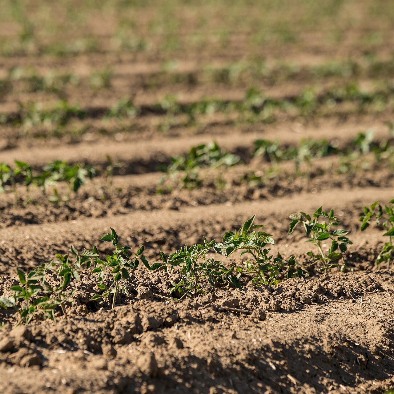 Field of young plants in rows irrigated by buried (subsurface) micro-irrigation system