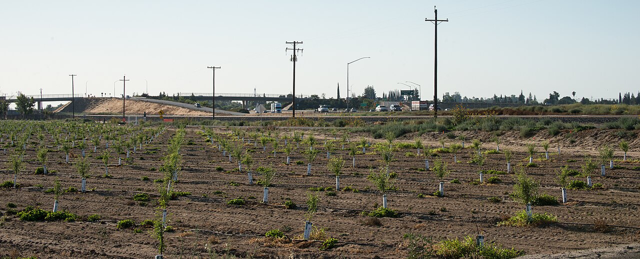 young trees irrigation field