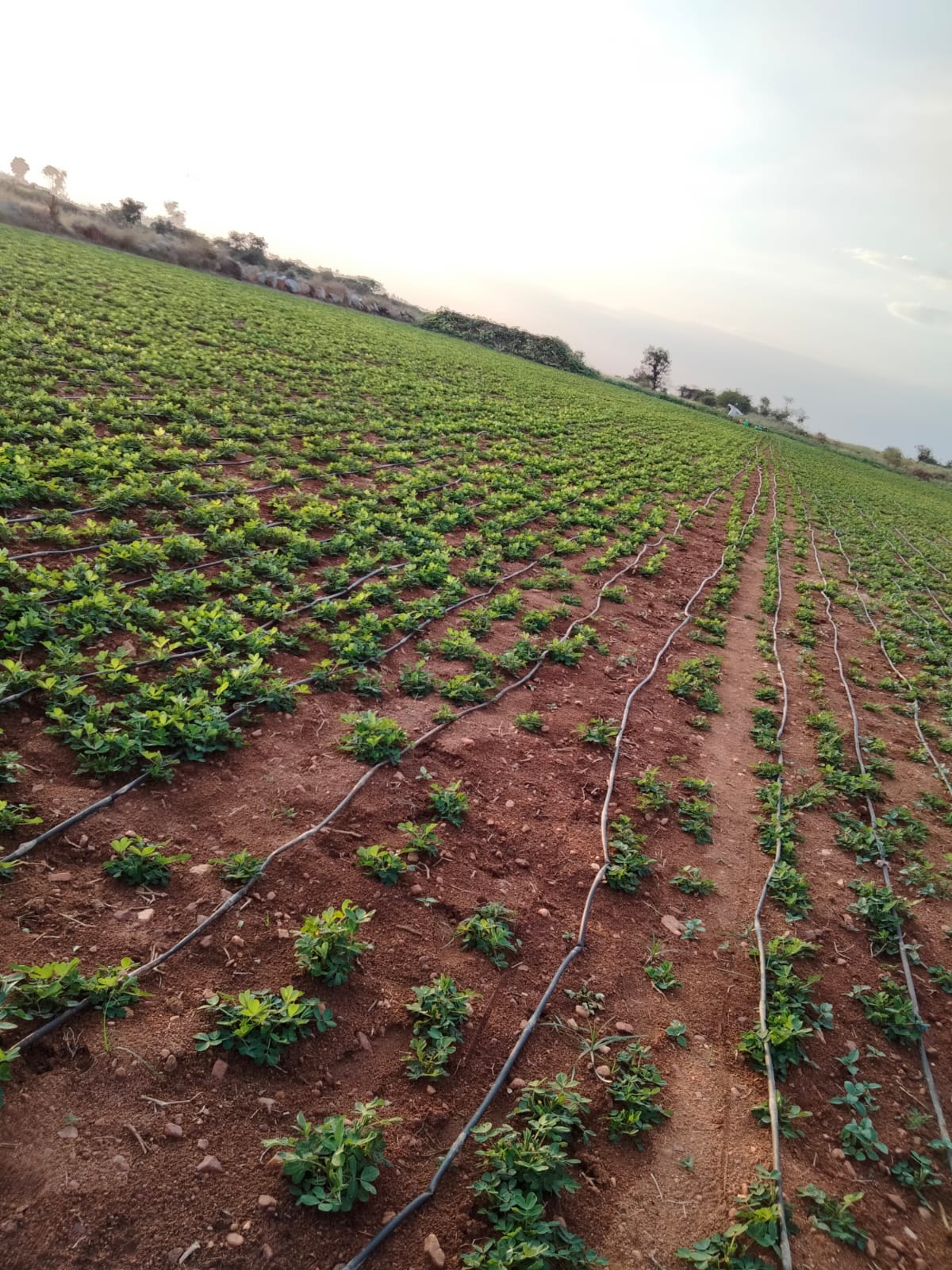 drip irrigation in young orchard