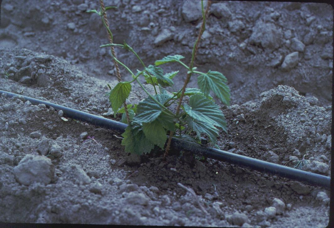 Irrigation pipe near young hazelnut plant