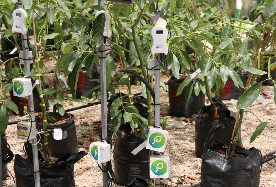 smart irrigation sensors on young trees