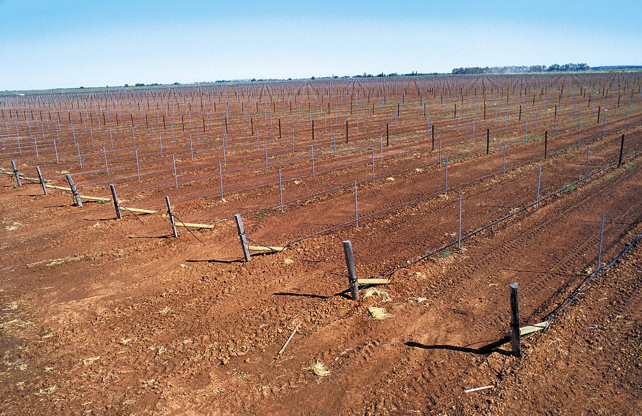 Drip irrigation system in permanent orchard