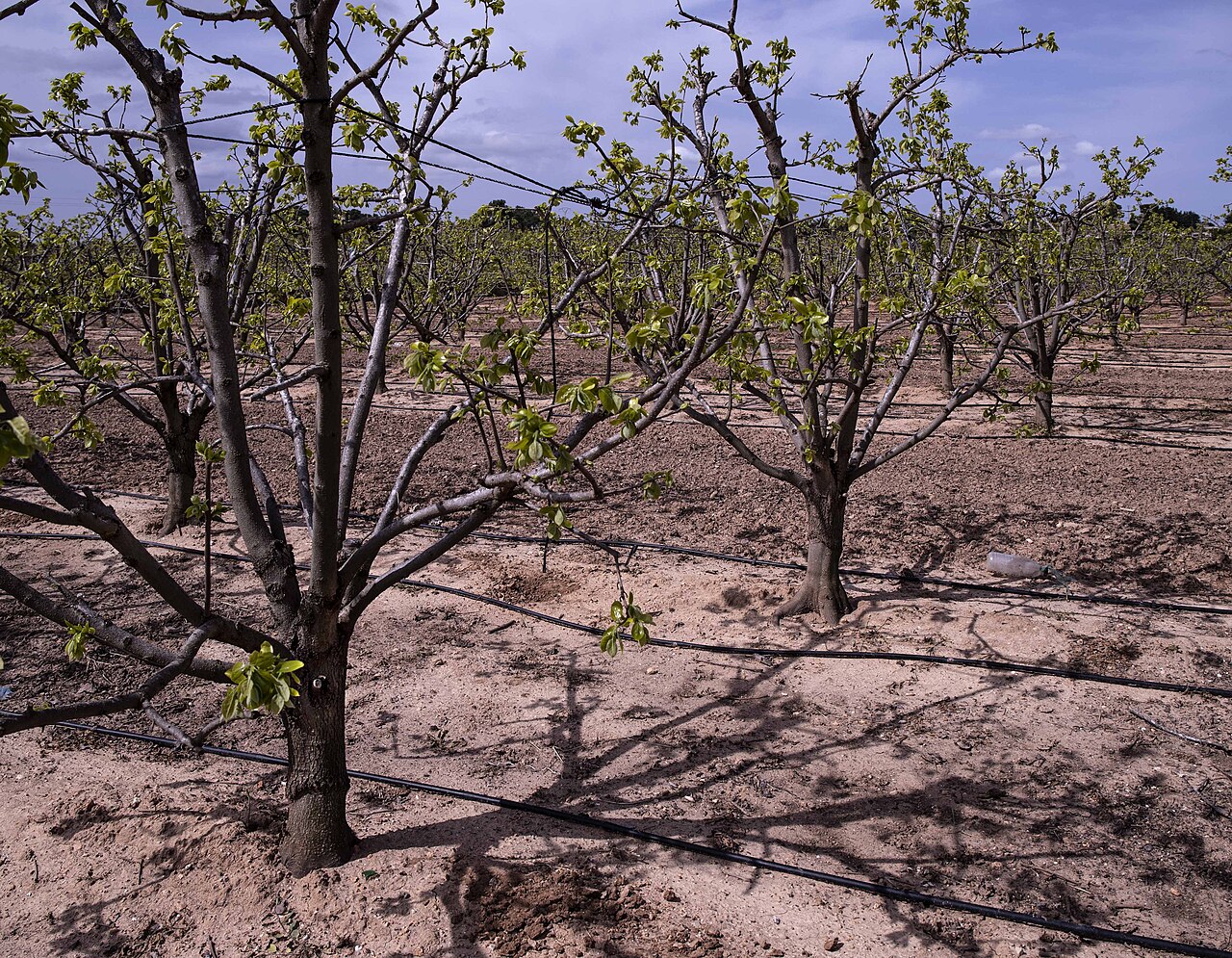 hazelnut orchard irrigation system