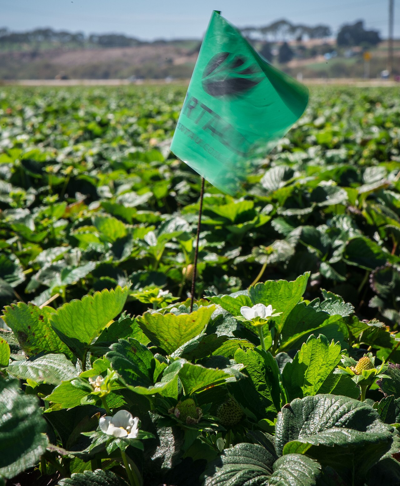 Wireless sensor network for monitoring irrigation and soil moisture