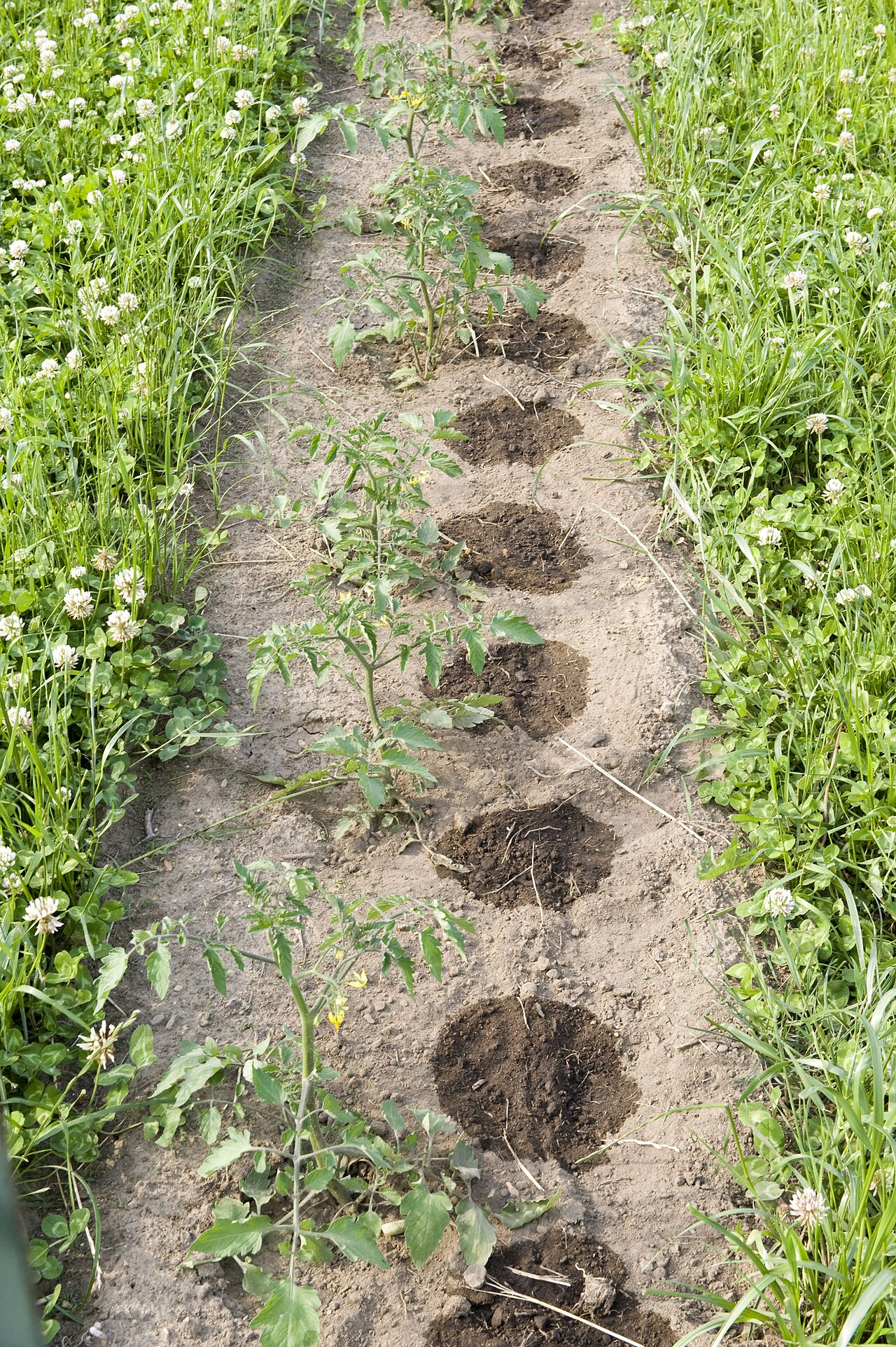 Drip lateral delivering water to plants