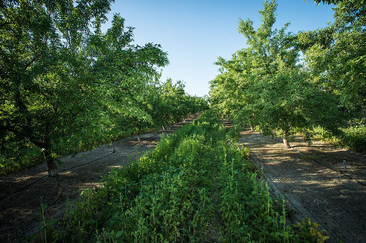 Orchard with micro-sprinkling and cover crop in the inter-row