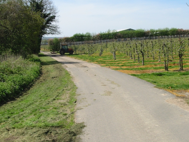 Tractor during cultivation and mowing of interrow space in an orchard