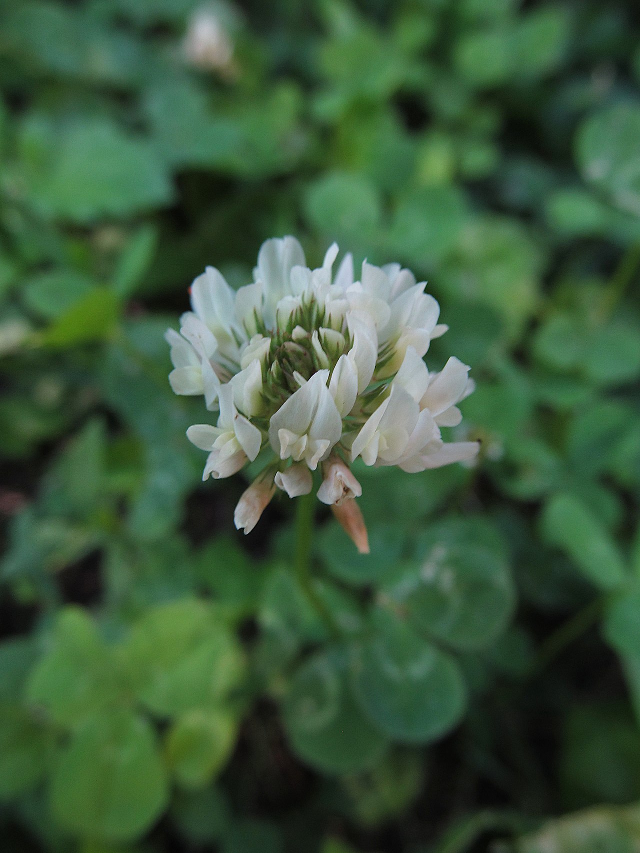 White clover (Trifolium repens), a common part of grass-clover mixtures for grassing