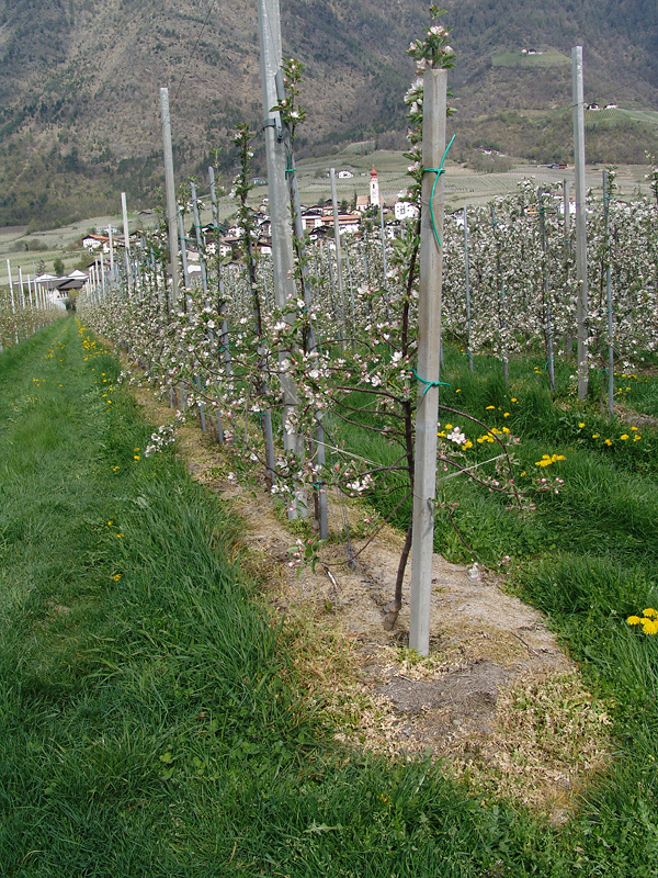 Herbicide-treated clean row strip in an orchard