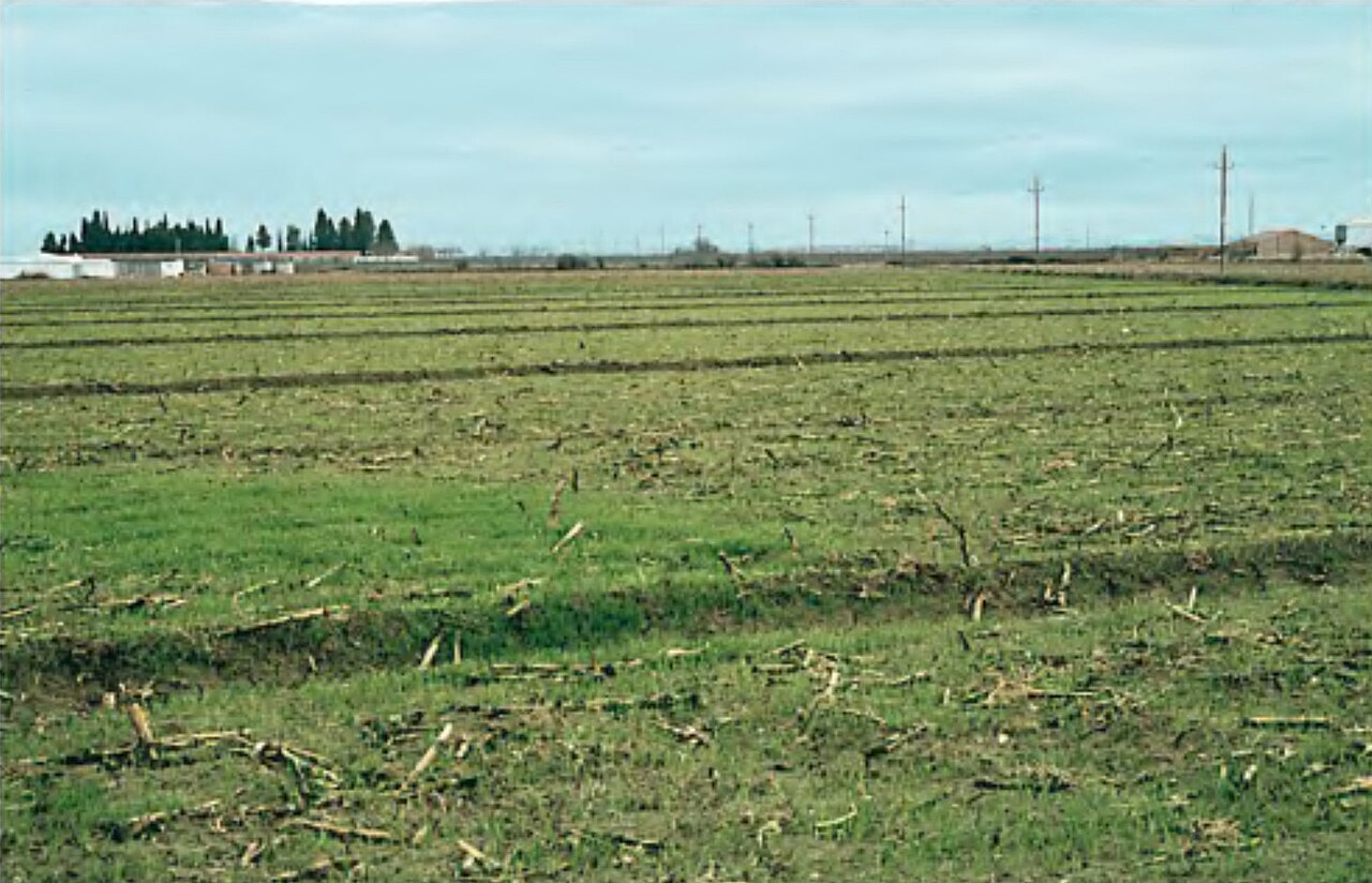 Machine with collector harvesting hazelnuts from the ground in a hazelnut orchard