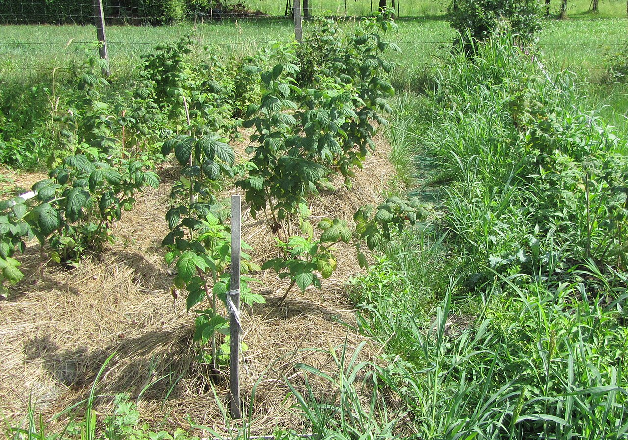 Hazel nut orchard with grass cover