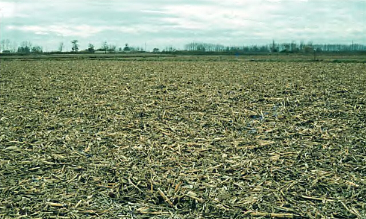 harvested hazelnut field floor