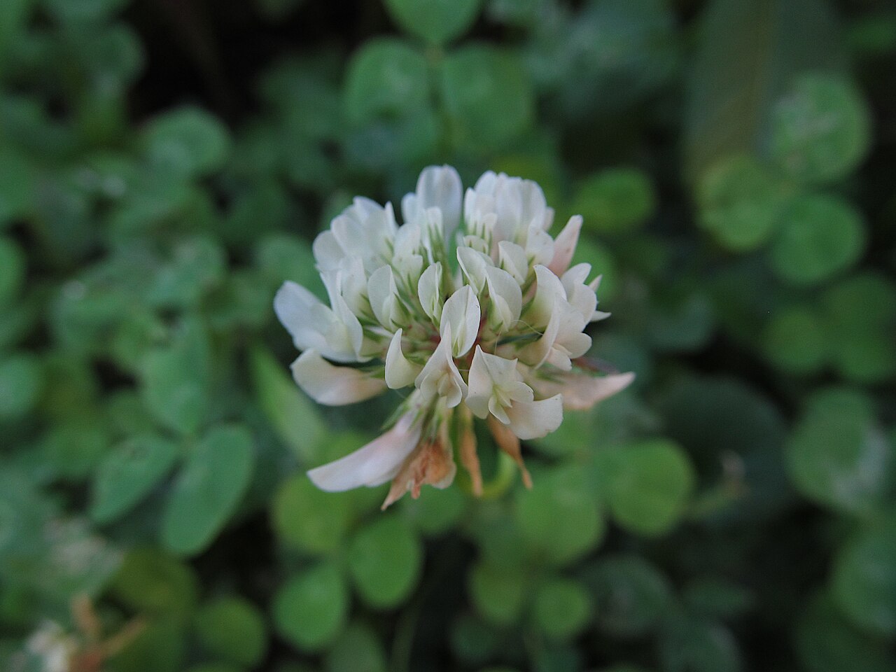 White clover (Trifolium repens), a legume for nitrogen fixation in cover crops