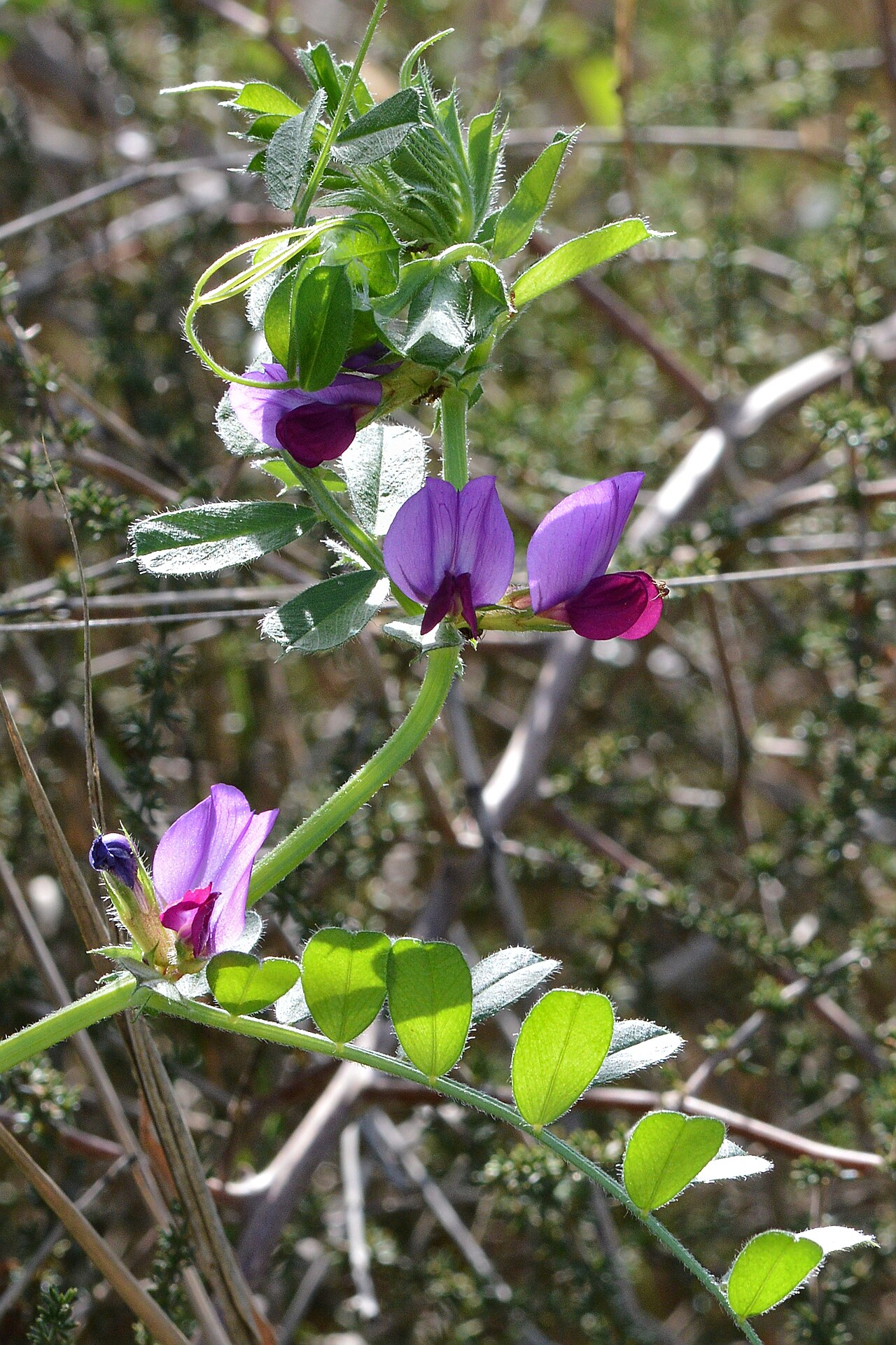 Vetch (Vicia sativa), a legume for green manure and weed suppression