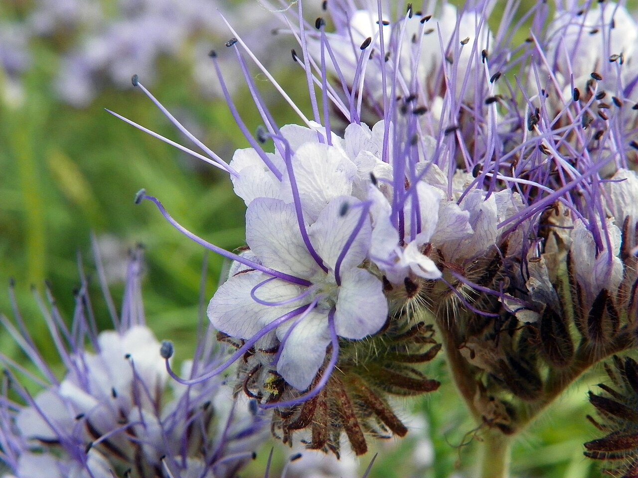 Phacelia (Phacelia tanacetifolia) in bloom, a rapid cover crop and pollinator forage