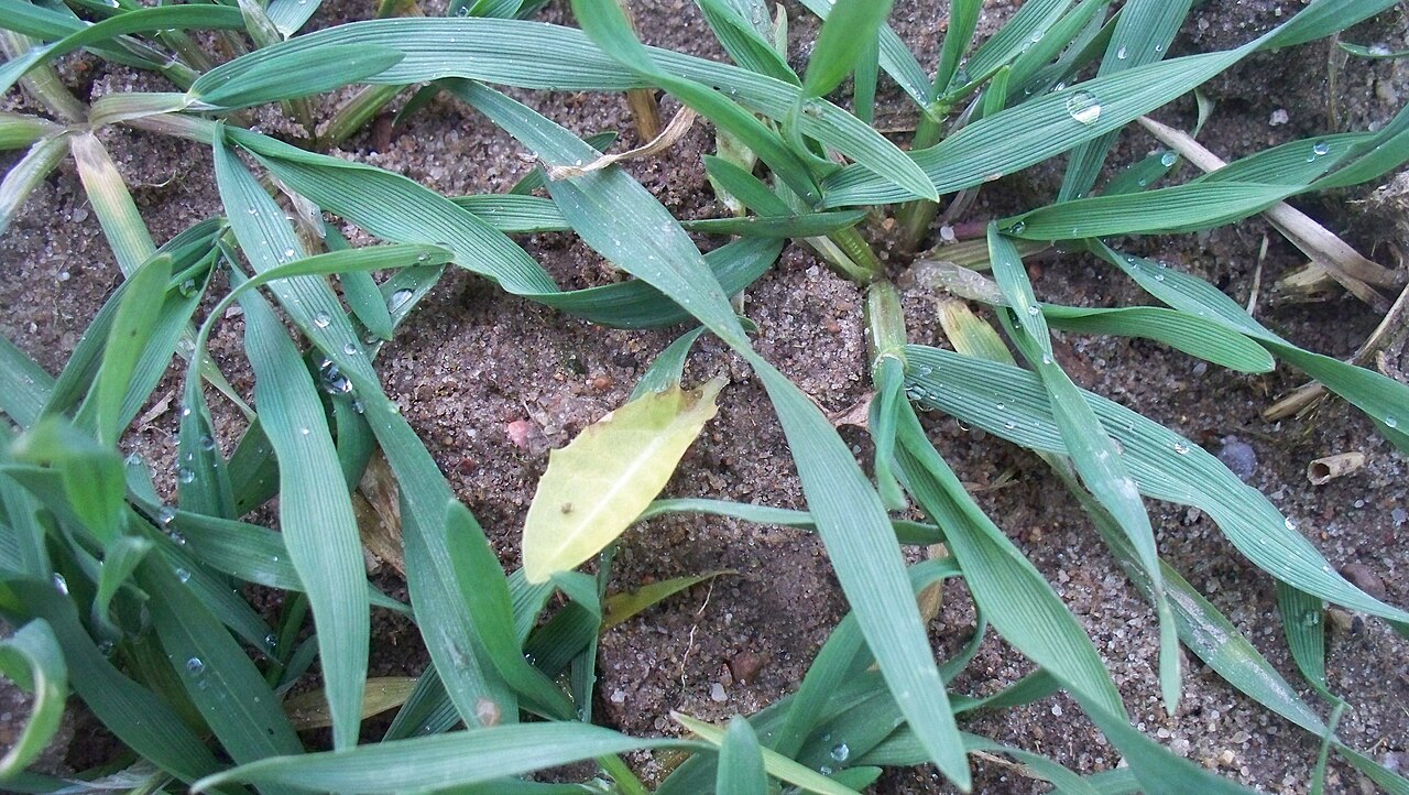 Grassy weed damaged by herbicide application — visible yellowing and drying of leaves