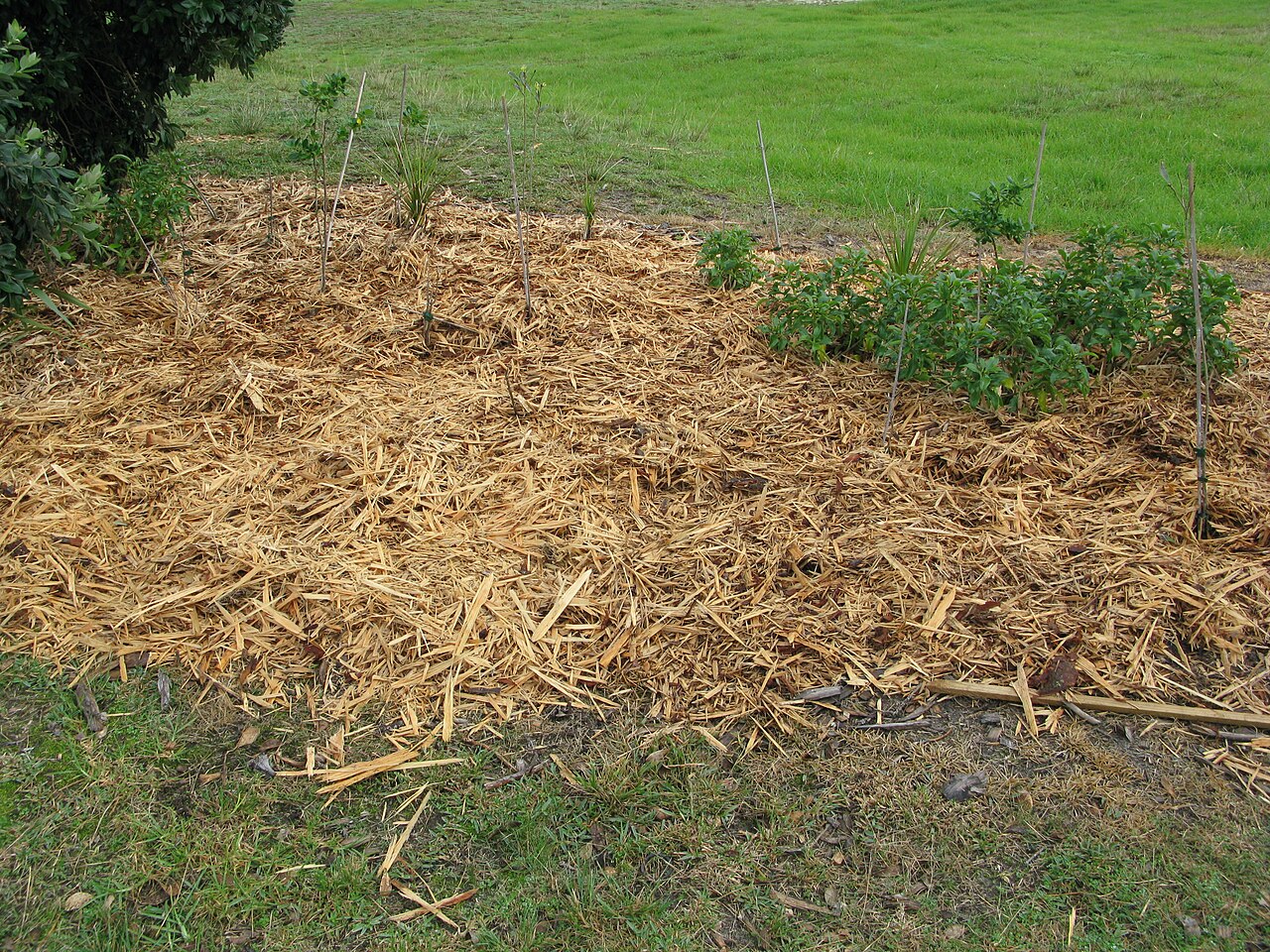 mulched hazelnut orchard floor