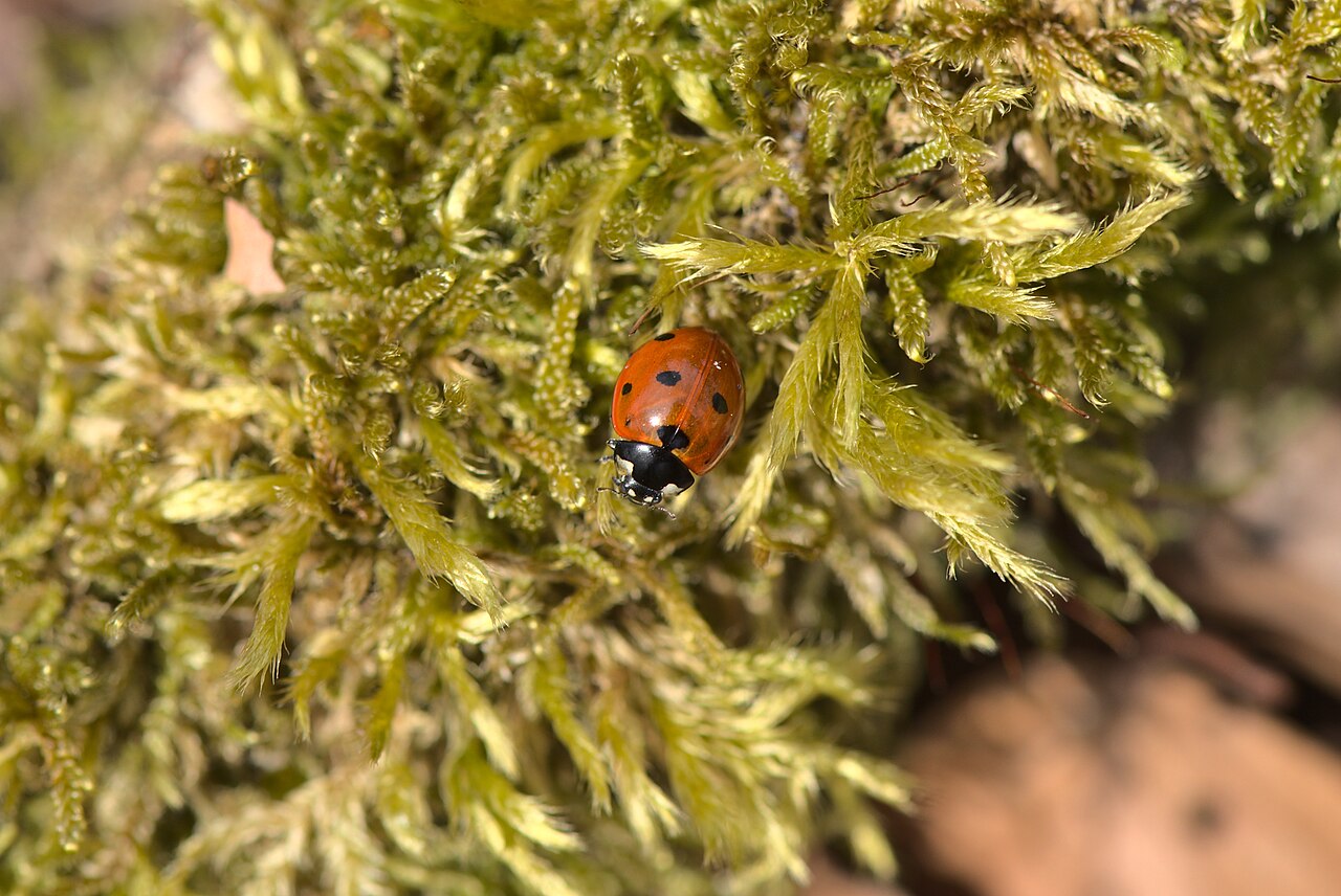 Seven-spot ladybug (Coccinella septempunctata), an effective predator of aphids