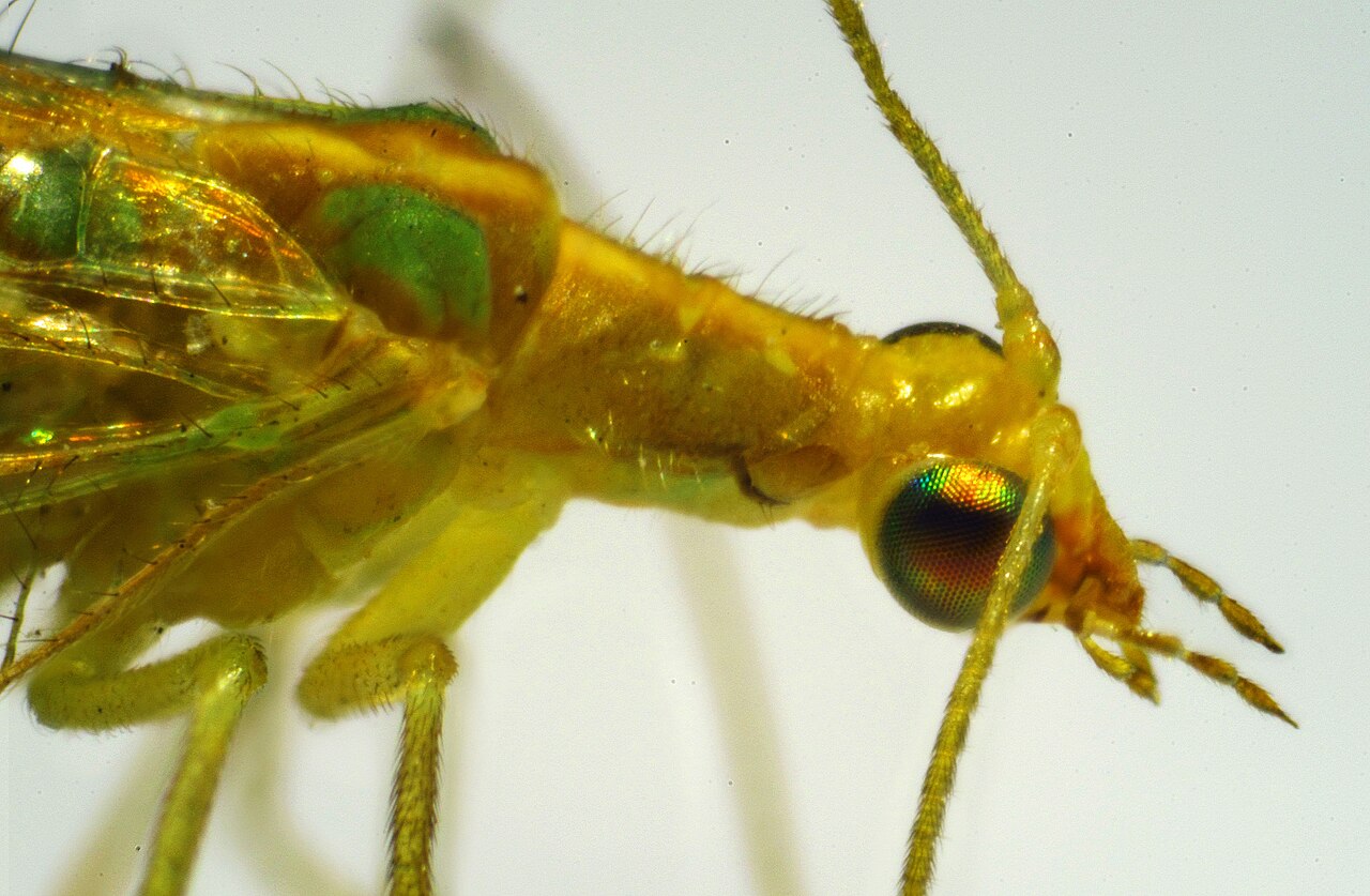 Adult green lacewing (Chrysoperla carnea); its larvae devour aphids