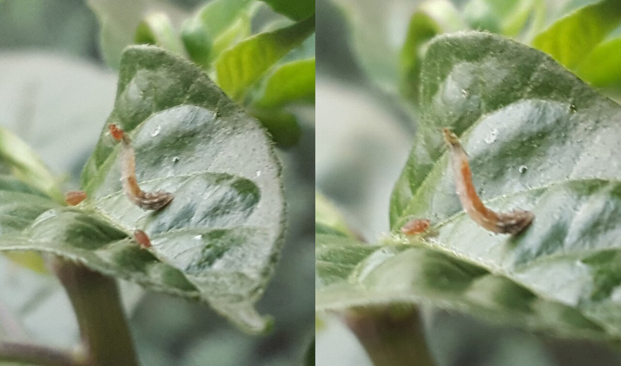 Syrphid fly larva capturing an aphid